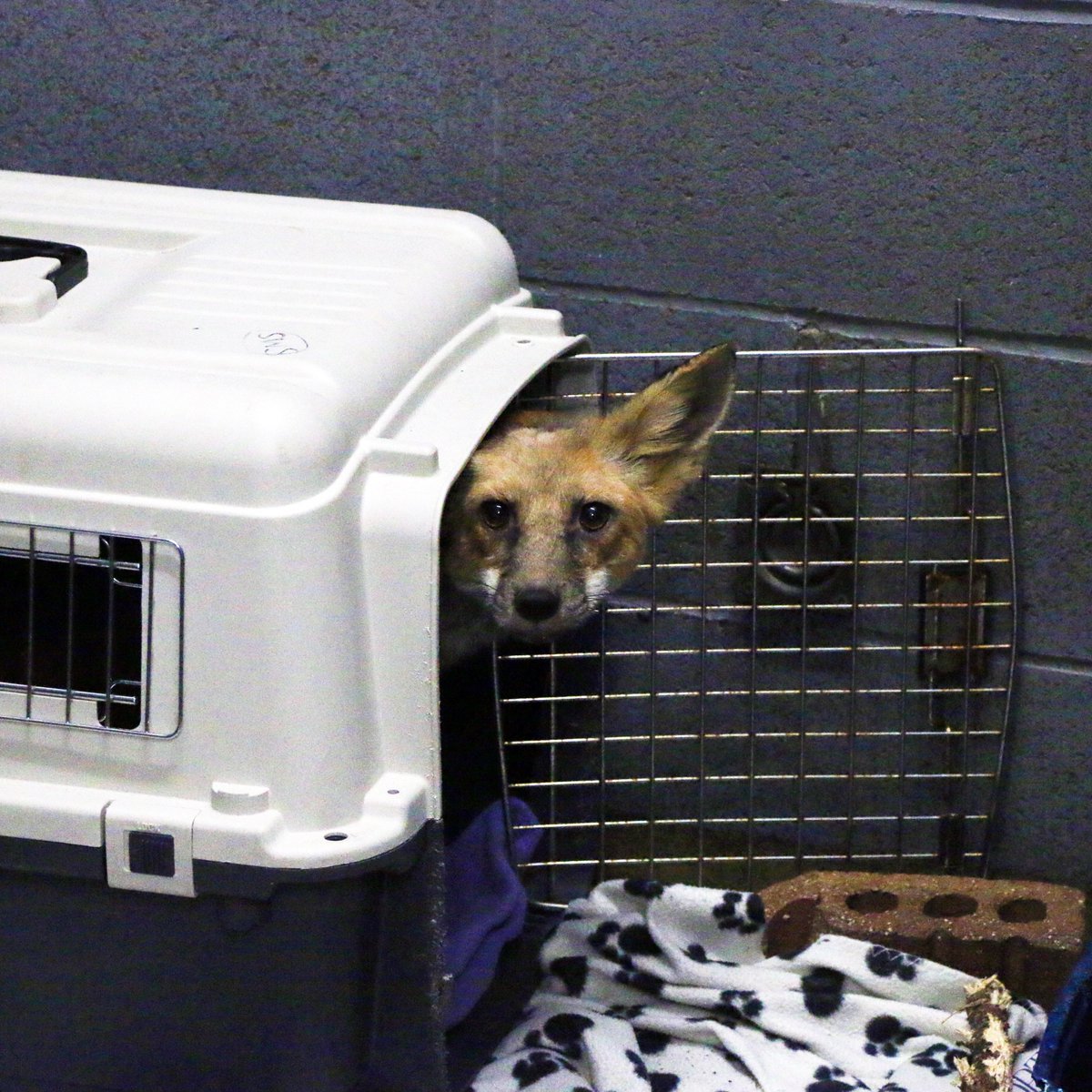 Our Rescue Team brought in this #RedFox after he was found curled up on a deck for warmth. He was missing fur and his eyes were crusty and painfully swollen. After a month of treatment for mange, the patient fully recovered and his fur regrew, and he has since been released.🦊