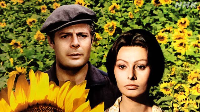 『ひまわり』（原題：I Girasoli ）（1970年）

戦時中、ナポリ娘ジョバンナとアフリカ戦線行き間際の兵士アントニオは恋に落ち結婚する。
終戦後、夫の帰りを何年も待ち続けた彼女は、彼を探しにソ連行きを決意する。
しかし、雪原で凍死しかけた彼は自分の名も思い出せないほど記憶を無くしていた。