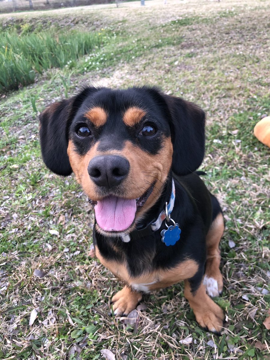 jess_thibodeaux's tweet photo. @KiddNation Winston by his favorite spot, our pond! 🥰 https://t.co/1e3I7RWLGN