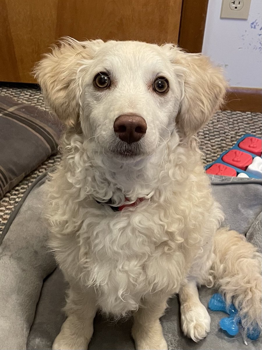 annied115's tweet photo. Wishing this 7 month old ball of energy a very happy #NationalPuppyDay! So glad he’s part of the family. #DogsofFreeBSD https://t.co/LYIfMXEnfT
