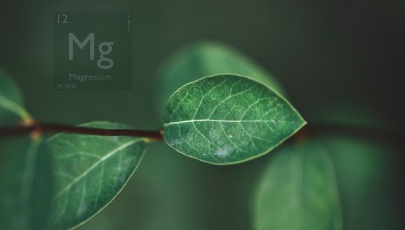 CREAF_ecologia's tweet photo. What is an #elementome?😮 Just as there's a #genome, all species have a unique elemental composition, that is, they're composed of the elements of the periodic table in certain proportions. This information helps us understand the function & position of each species in #nature💚 https://t.co/yAyccB4qJH