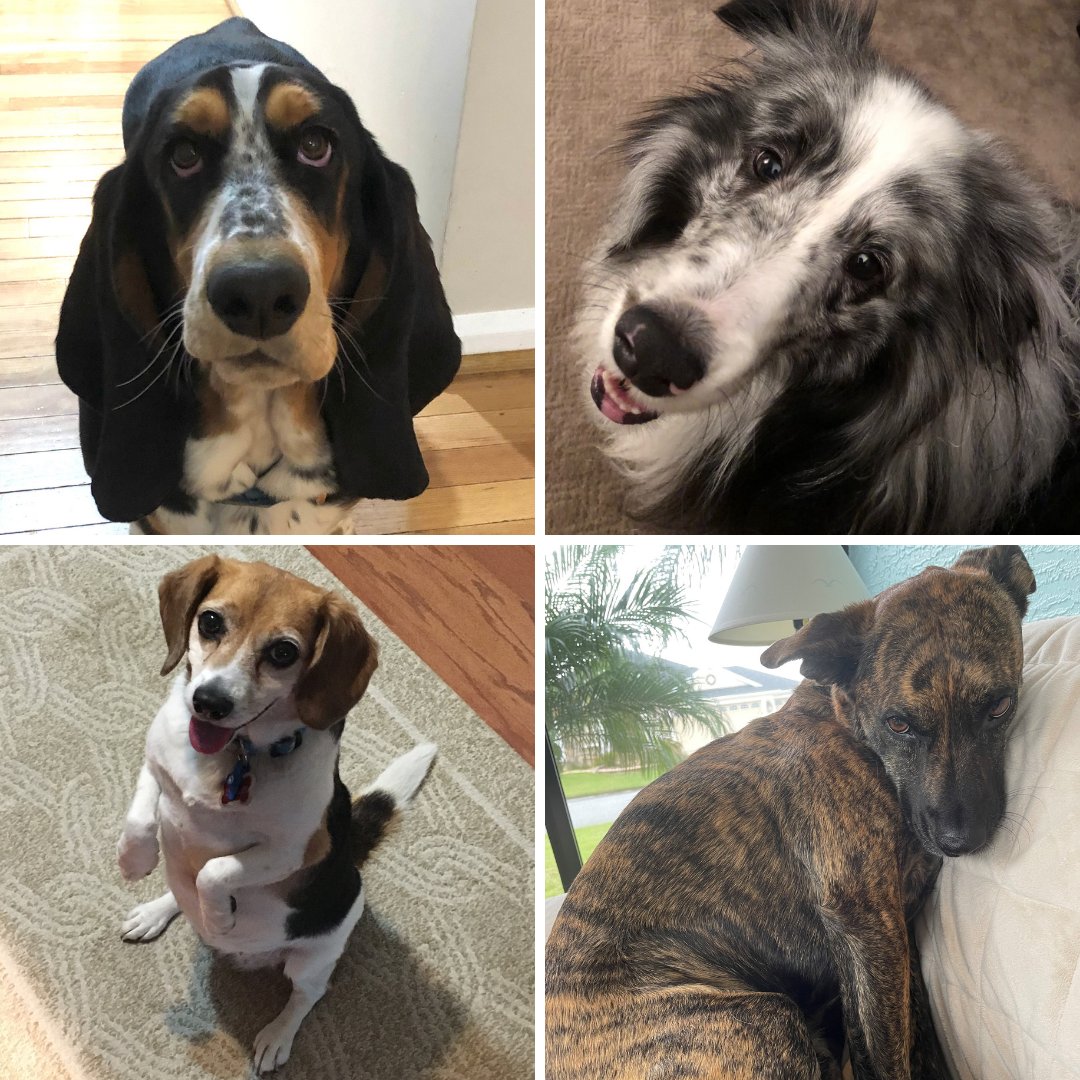 NHTSAgov's tweet image. Look at those faces! 😍 These sweet pups are just begging for you to come home! Always drive safely. #NationalPuppyDay