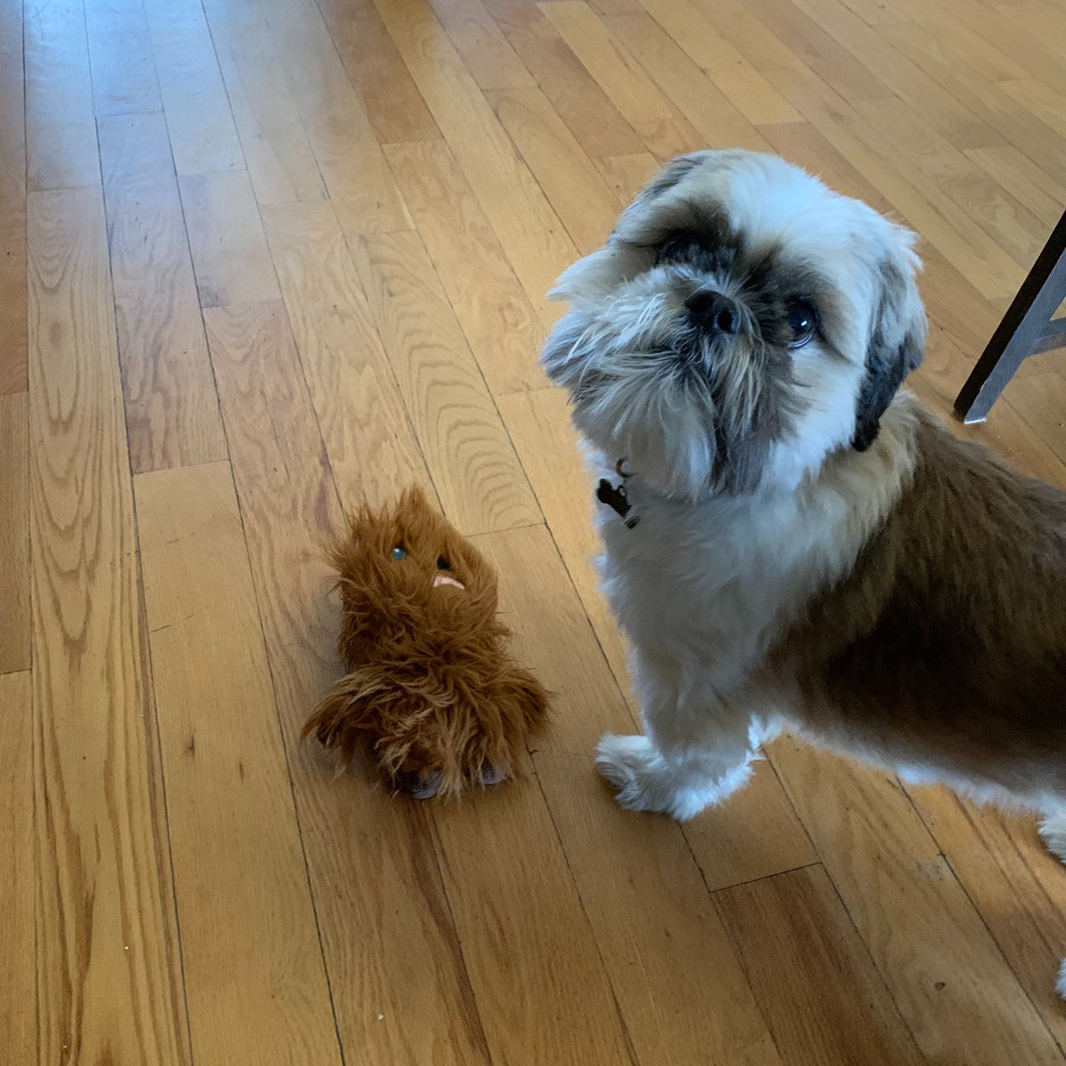 Opeongo High School Library tweet media