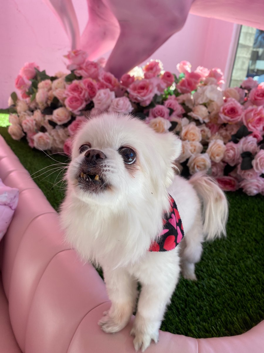 PrettyLittleThing tweet media