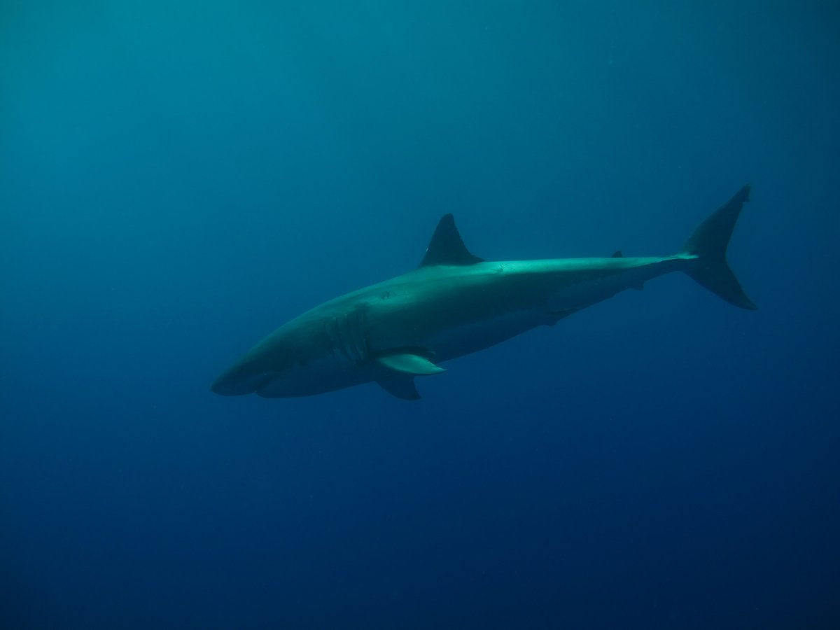 FIU College of Arts, Sciences & Education (@fiucase) on Twitter photo #Greatwhitesharks sometimes hang out with each other. We're not saying itās a popularity contest, but some sharks might be more social than others.
Read the new #research from <a href="/Dr_Yannis/">Yannis Papastamatiou</a> <a href="/peclabfiu/">Predator Ecology & Conservation Lab</a> in #BiologyLetters <a href="/RSocPublishing/">Royal Society Publishing</a>.
news.fiu.edu/2022/great-whi⦠#Greatwhitesharks sometimes hang out with each other. We're not saying itās a popularity contest, but some sharks might be more social than others.
Read the new #research from <a href="/Dr_Yannis/">Yannis Papastamatiou</a> <a href="/peclabfiu/">Predator Ecology & Conservation Lab</a> in #BiologyLetters <a href="/RSocPublishing/">Royal Society Publishing</a>.
news.fiu.edu/2022/great-whiā¦