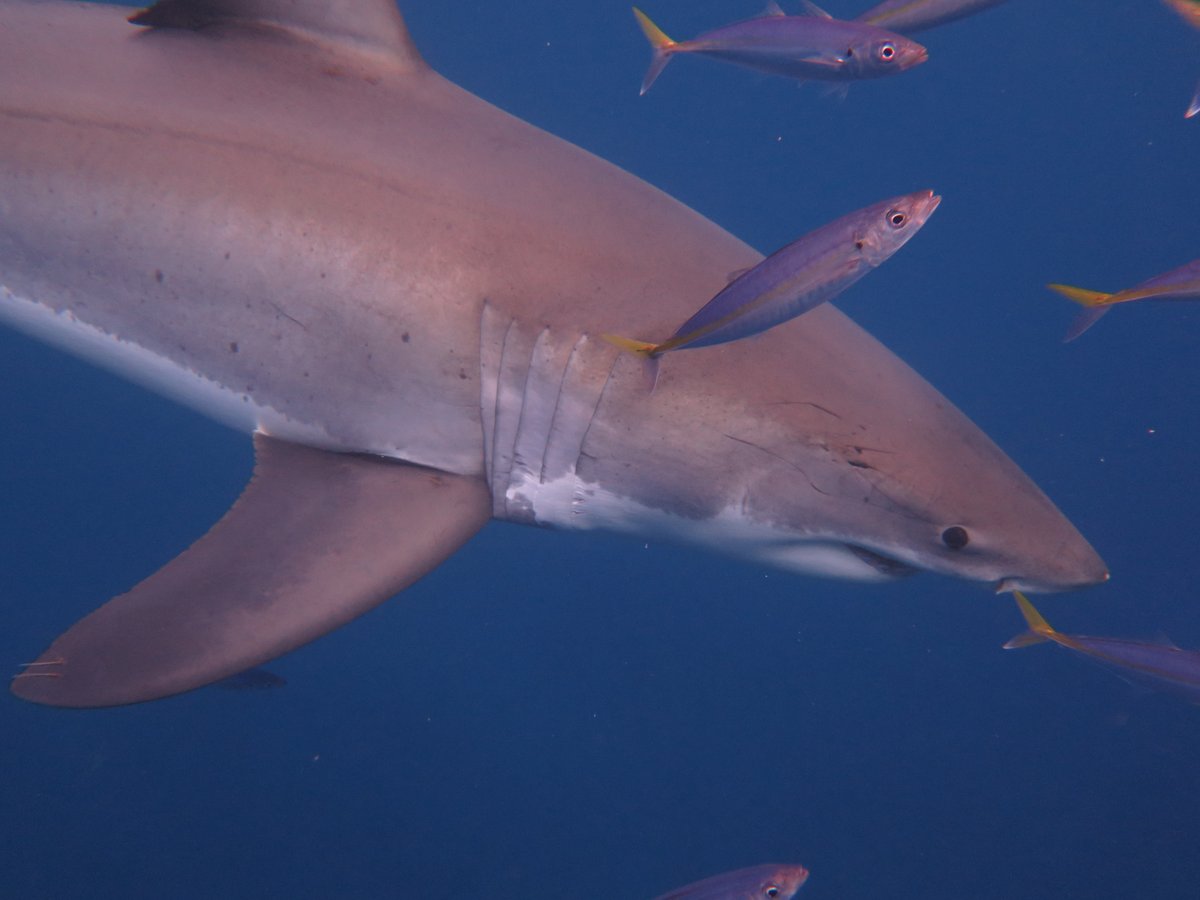 FIU College of Arts, Sciences & Education tweet media