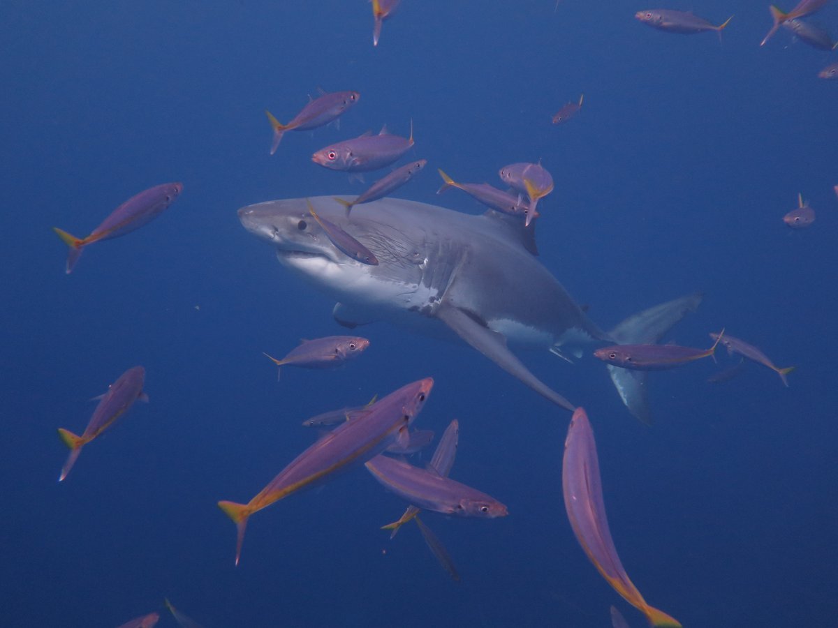 FIU College of Arts, Sciences & Education tweet media