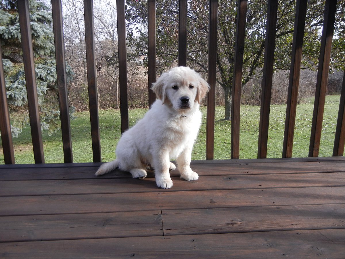 GoldenCody's tweet photo. Happy National Puppy Day! Love, Hudson 😁🐾❤️ #NationalPuppyDay https://t.co/HKnNHrrtDn