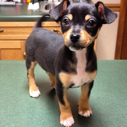 2DogsTreats's tweet photo. @OnlyInBOS We couldn’t resist. 🐶 Happy National Puppy Day! https://t.co/angVmMrd6F