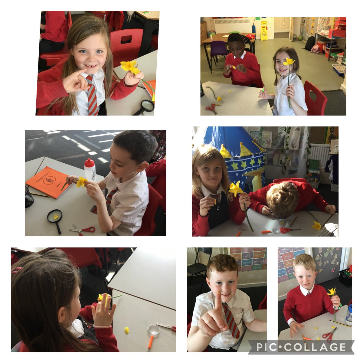 HFyear2's tweet photo. Investigating parts of a flower today. https://t.co/0Lb3Sx73Rr