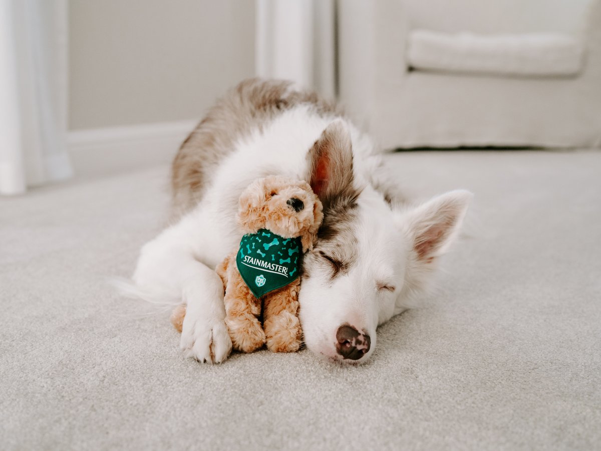 Looks like someone had a lot of fun celebrating #NationalPuppyDay. Luckily, Willow's STAINMASTER® PetProtect® carpet is the perfect place to recharge for the next round of fun.