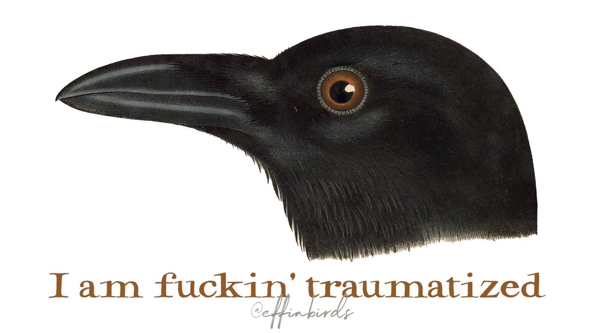 Effin' Birds (@effinbirds) on Twitter photo 