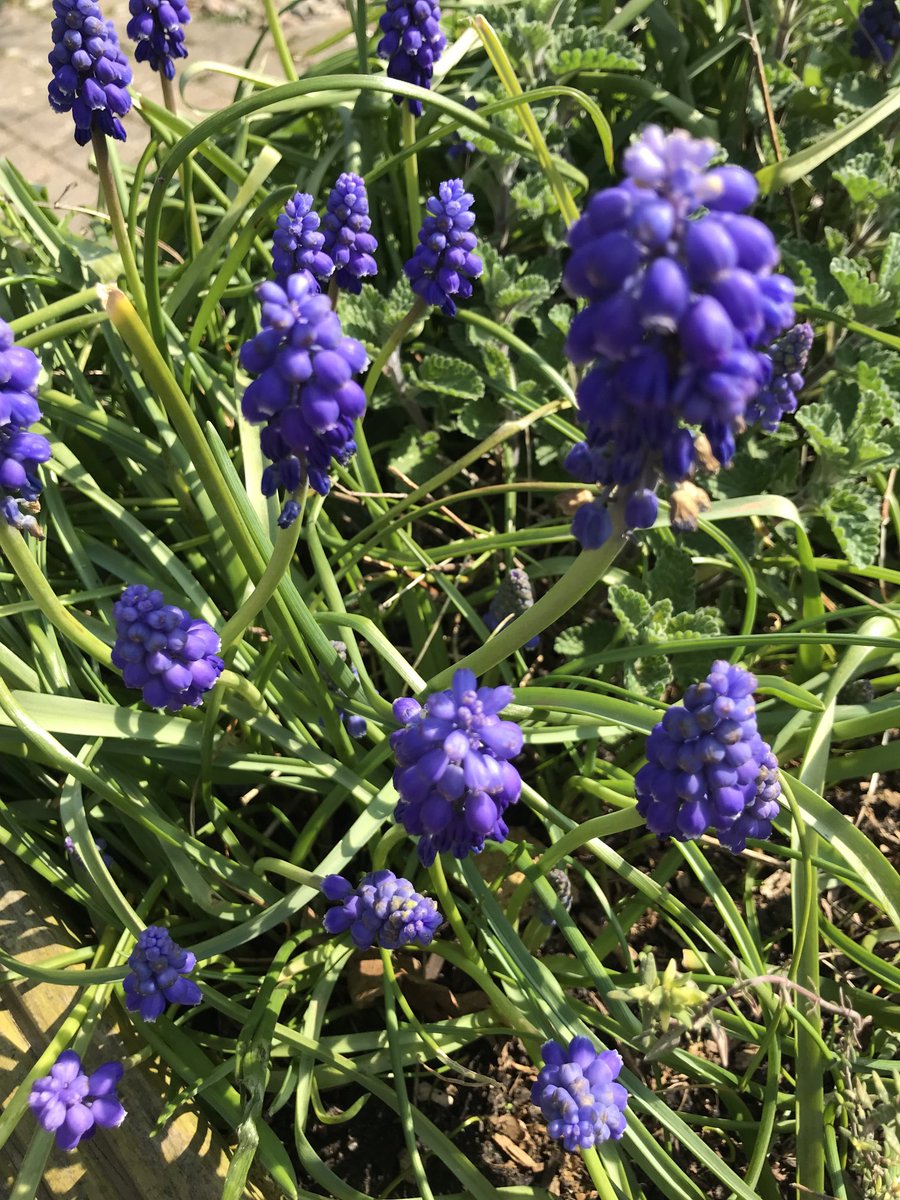 therapy_gardens's tweet photo. Spring in The Therapy Garden! 
We are still looking for volunteers so why not come along and join our team !
https://t.co/9EOUajHATc https://t.co/3OqZAd8vgv