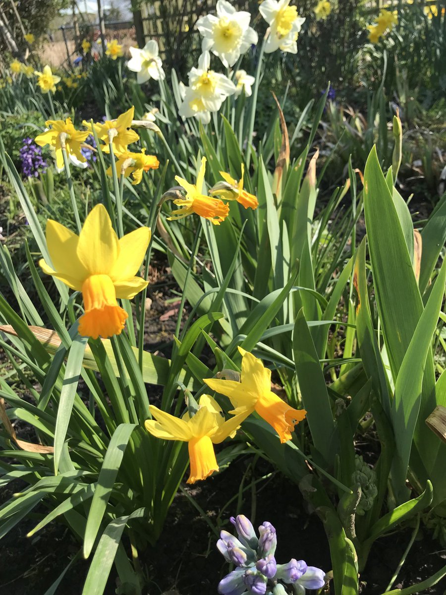 therapy_gardens's tweet photo. Spring in The Therapy Garden! 
We are still looking for volunteers so why not come along and join our team !
https://t.co/9EOUajHATc https://t.co/3OqZAd8vgv