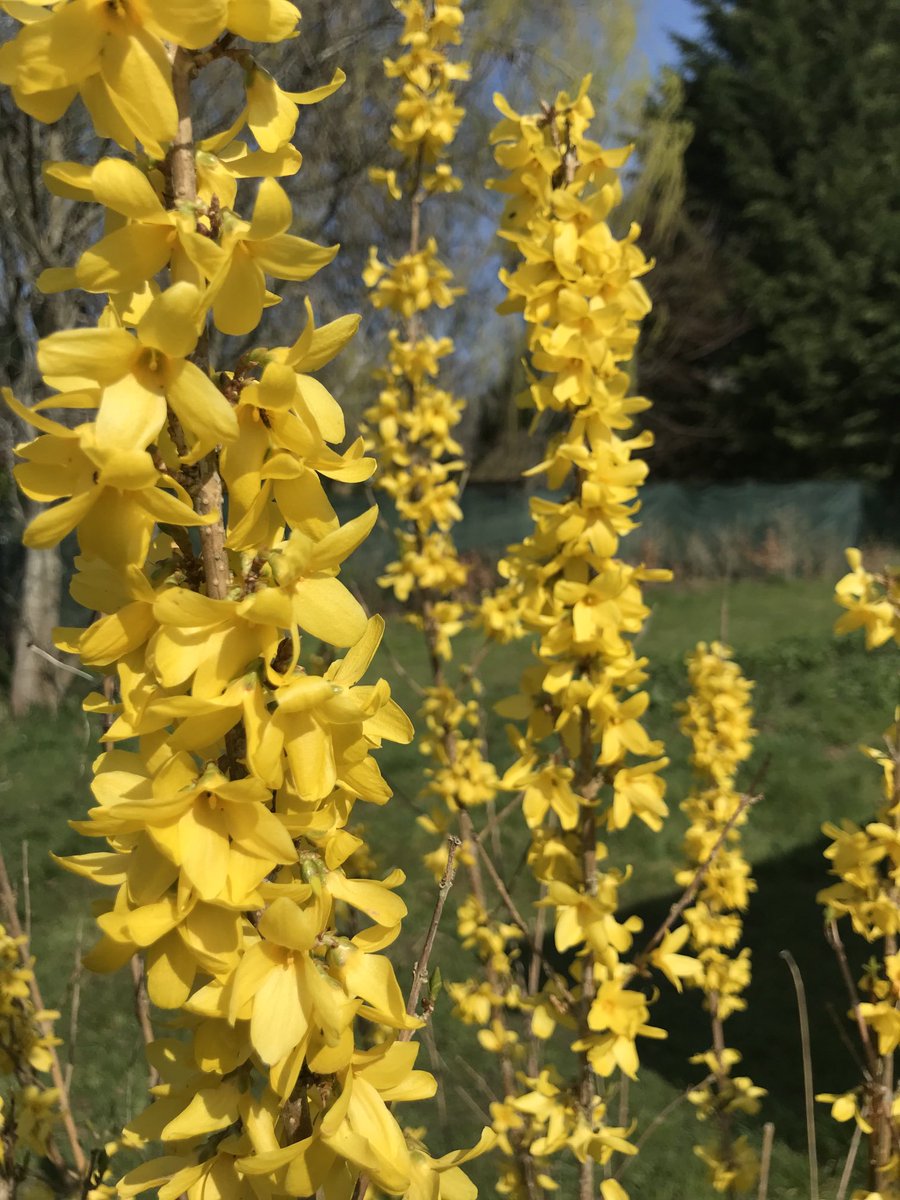 therapy_gardens's tweet photo. Spring in The Therapy Garden! 
We are still looking for volunteers so why not come along and join our team !
https://t.co/9EOUajHATc https://t.co/3OqZAd8vgv