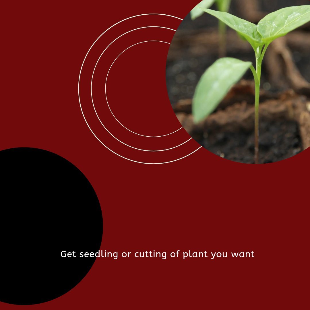 spicedrinks's tweet photo. are you a plant parent? ☘️🌱🌵🌻

Plants are relatively easier to take care of than pets or, you know, babies, you could become a plant parent.

Here's what you need to become a plant parent:

#SpiceDrinks
#WellnessWednesday
#GrowOrganic https://t.co/sumOj8iAi0