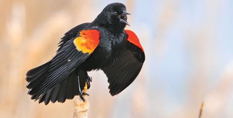 Spring is here but Minnesota's weather doesn't always show it. One day may be sunny and warm, the next cold and windy. When the weather is so mixed up, how can you be sure the season is changing? Listen for the red-winged blackbird. https://t.co/X5ExvIlKsV
#SignsOfSpring https://t.co/5JXTcoz2rY