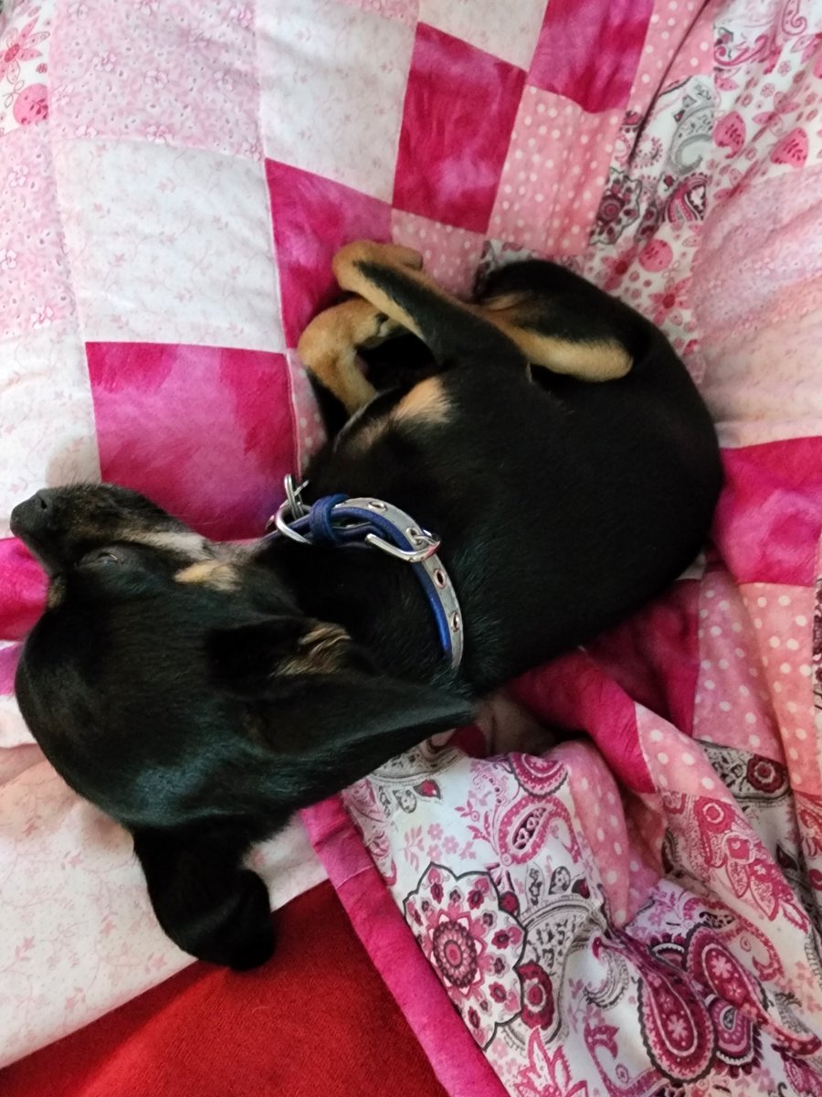 kryfayjen's tweet photo. @pulte I've been out of work for a week cuz I've been so sick with the flu going around. It would help so much. Picture of my dog cuddling with me while I've been trying to get enough oxygen.  $krystalfayforman https://t.co/b8KjCpa0f4