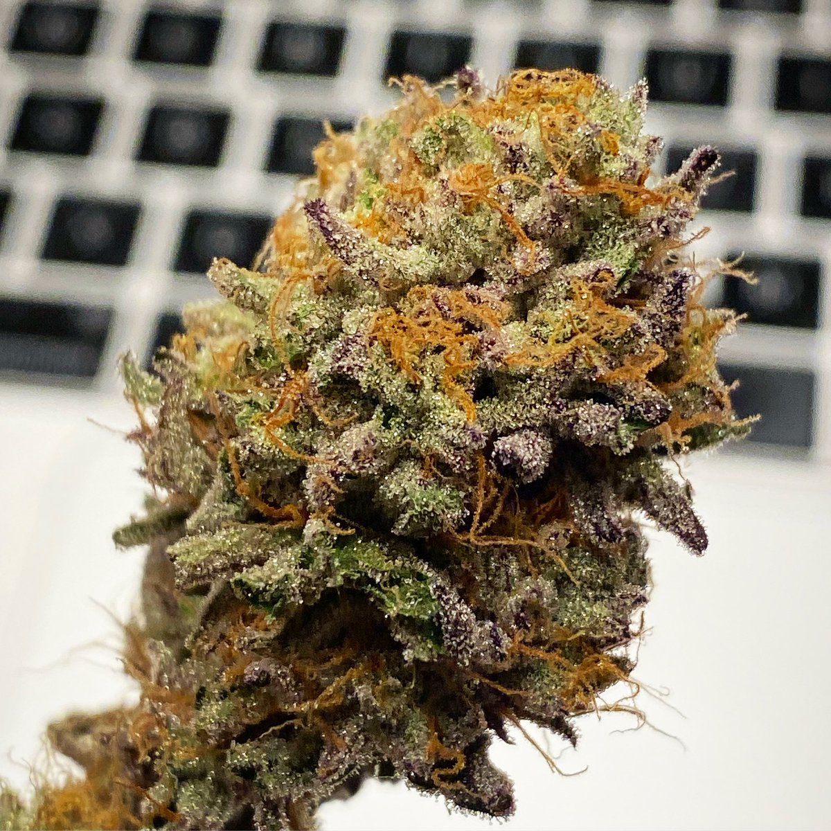 cannabenoid's tweet image. 😵‍💫Spunday🍨

Bag seed grown under an Amazon blurple LED in a cheap 2x2x4’ tent. 

You can do it, too. 

#diy #spunday #growyourown