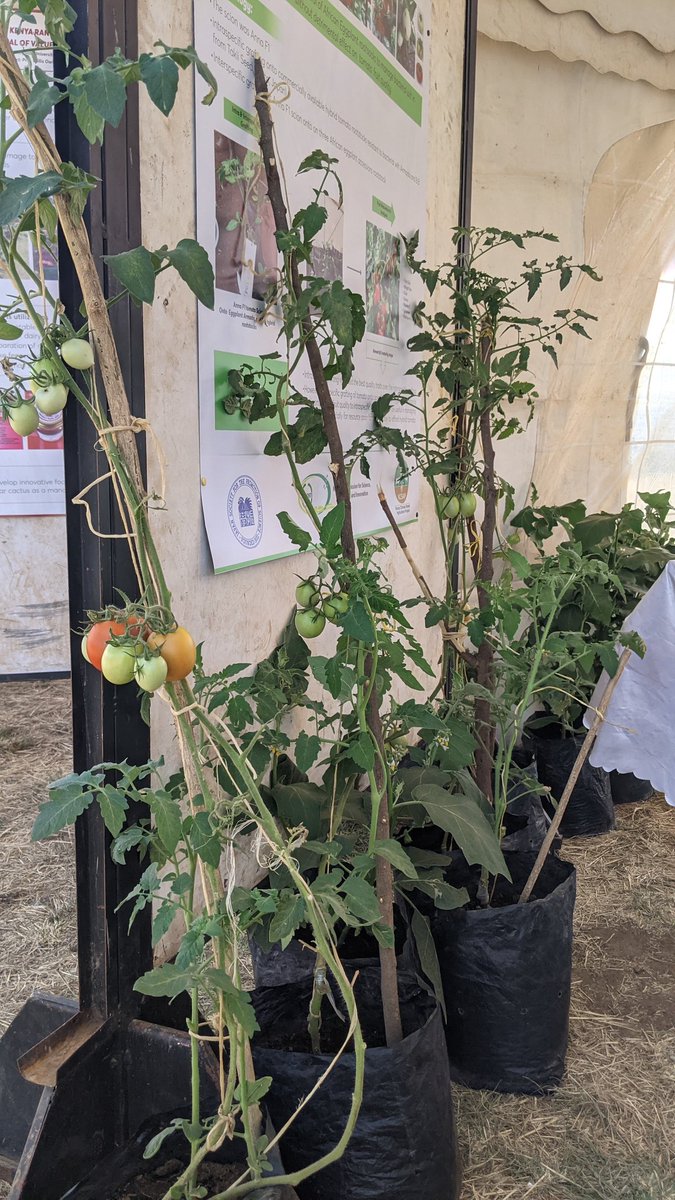 African eggplant is considered as one of the African indigenous vegetables. It is resistant to bacteria wilt therefore can be used for rootstock for tomato to improve their resistance. #KiambuYouthInnovationWeek #JKUAT