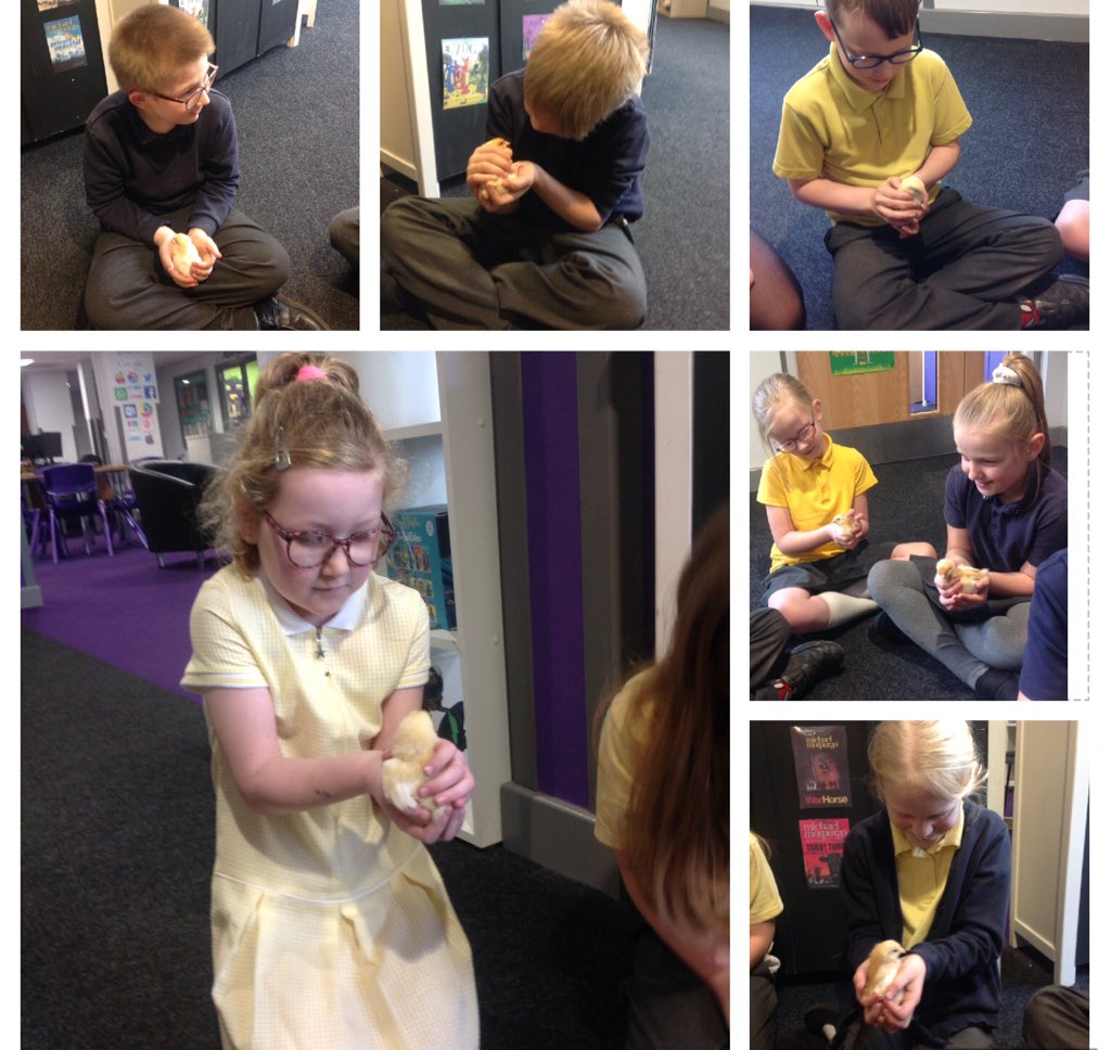 Y6Durham's tweet photo. We thoroughly enjoyed our visit to see the chicks this afternoon. We love how small and fluffy they all are π₯ @aetacademies @meadsteadpa #BeeRemarkable π https://t.co/abm5BFbNoJ