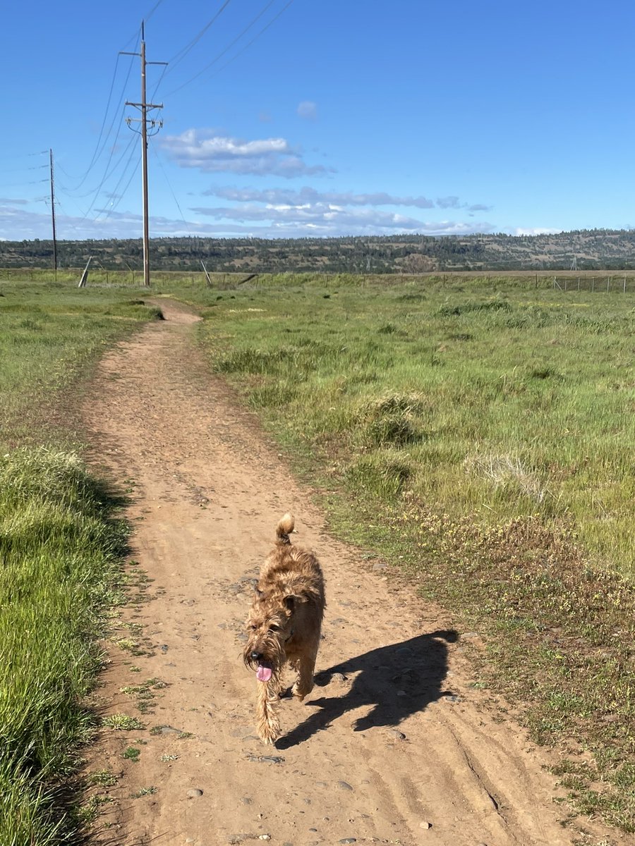 My modern day pioneer; going out West has definitely been a change for this British/Irish boy. Next up is his rattlesnake vaccination.