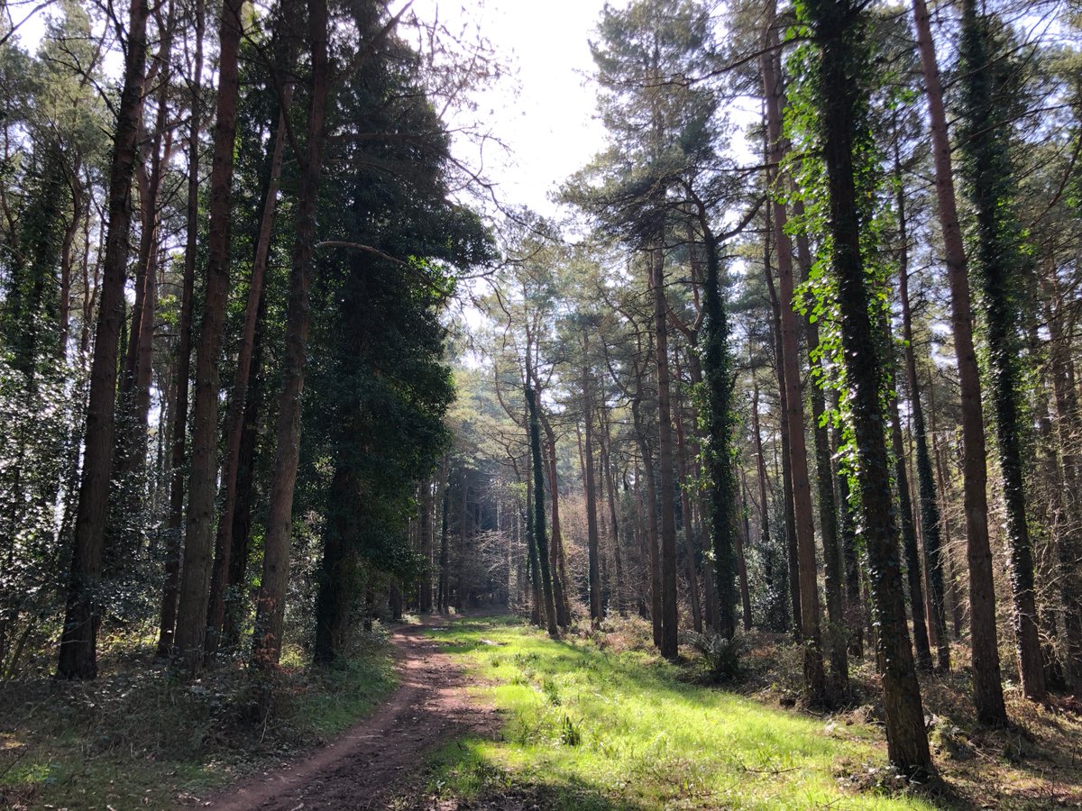 Caro1ine_Martin's tweet photo. Just ran a glorious 15k of pure forest trails. Aside from 200m start/finish, I need never run on tarmac again. Lush! #run #trailrunning #forestrunning #offroadrunning #woodlandrunning #trees #ultratrailrunners #marathontraining #newhome #runningforgood #veganrunnersuk #nearly50 https://t.co/Gsbrvm8Hko