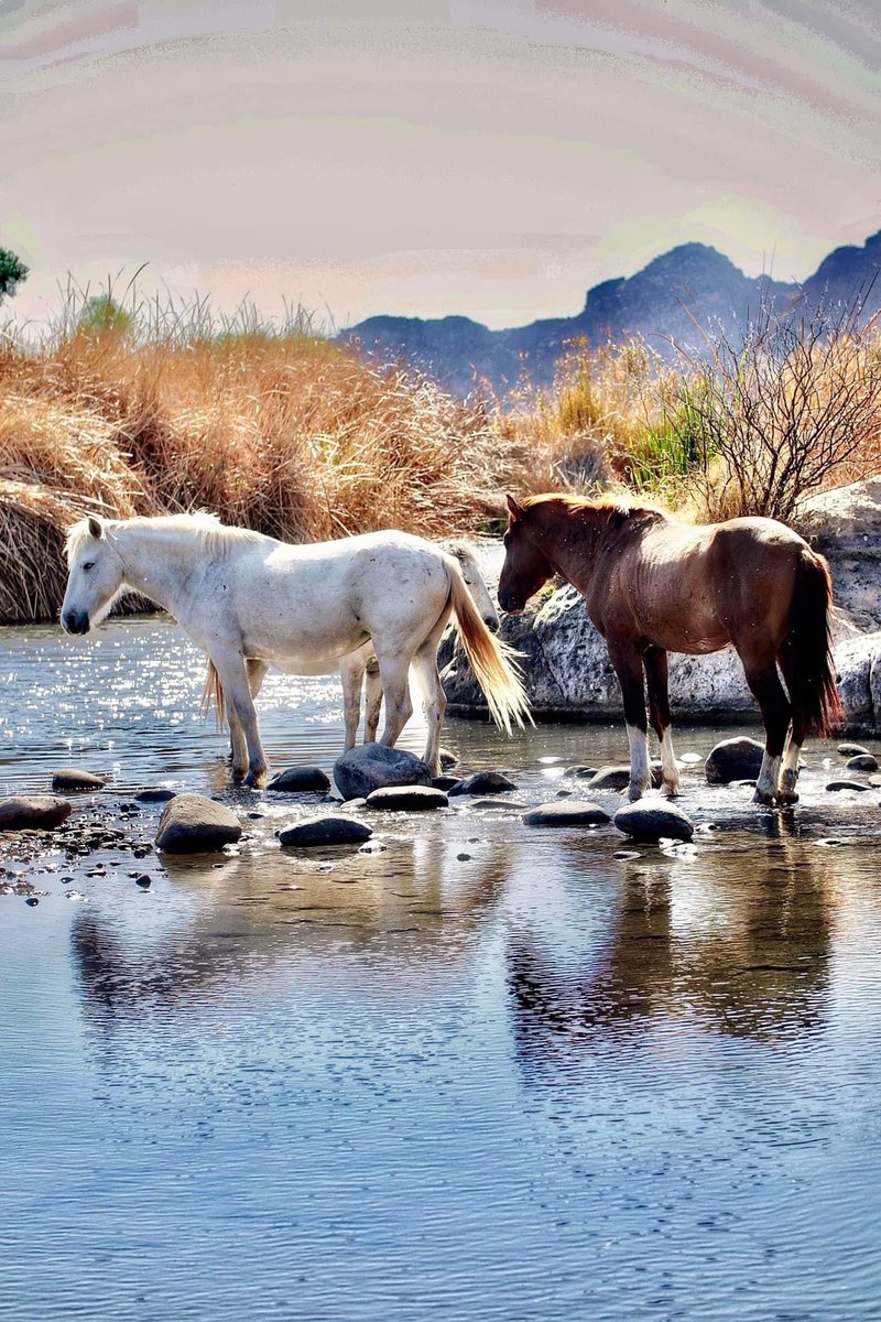 TrishaHendricks's tweet photo. What a photo! Thanks to our 12 News #WeatherWatcher Chuck Donald for sharing. Wow!
@12News #12News #Weather #LowerSaltRiver #TontoNationalForest #Arizona #horses #desert #beauty #wildlifephotography #naturephotography #wildlife #nature #beon12 #TodayInAZ #azwx https://t.co/mauAd5MdSu