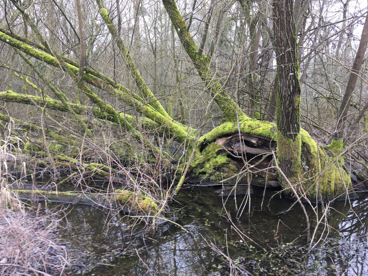 aurore soares tweet media