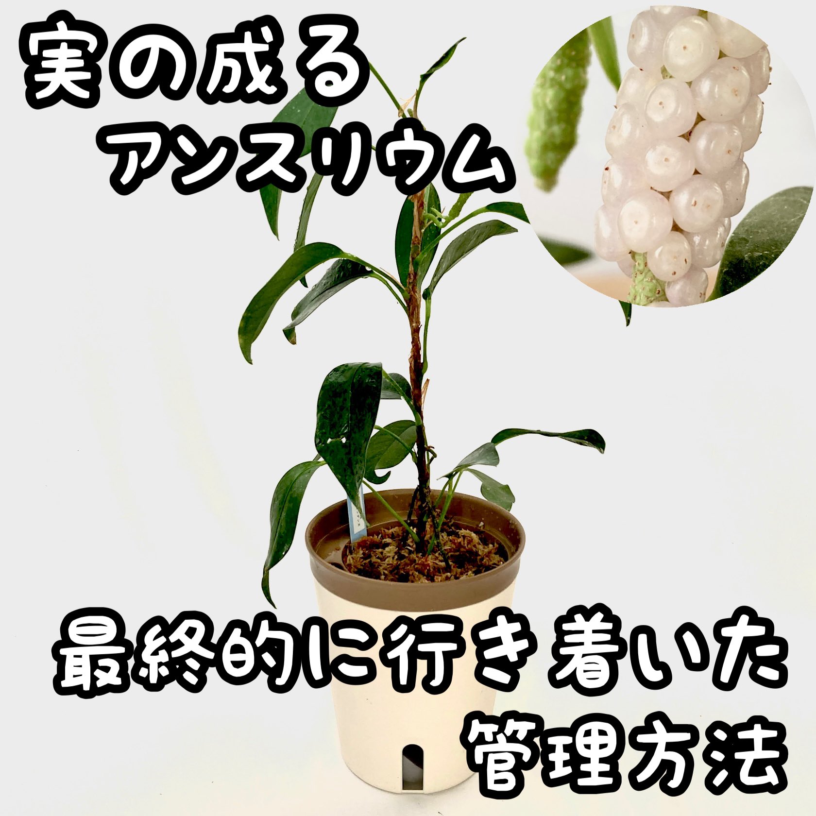 面白い植物 Twitter Search Twitter