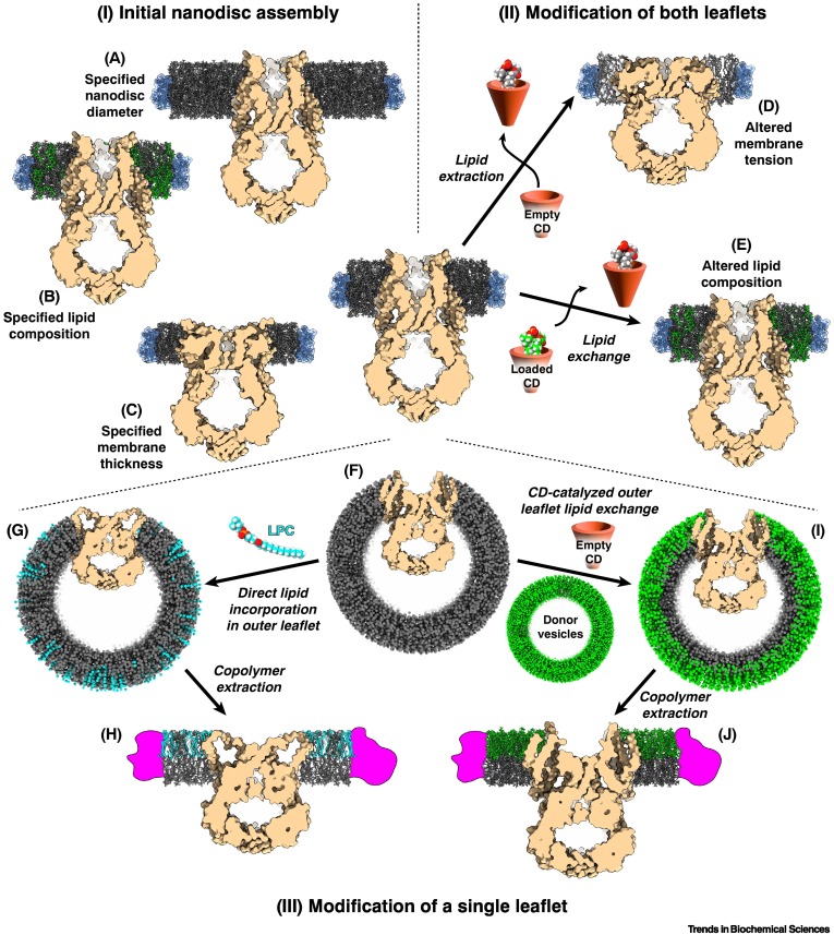 TrendsBiochem's tweet photo. Online now - an Opinion from Ryan Notti and Thomas Walz titled "Native-like environments afford novel mechanistic insights into #membraneproteins".
#cryoEM #nativenanodiscs #membranemimetics #membraneengineering
https://t.co/ObJ7R8M9yi https://t.co/eQfwdAan8M