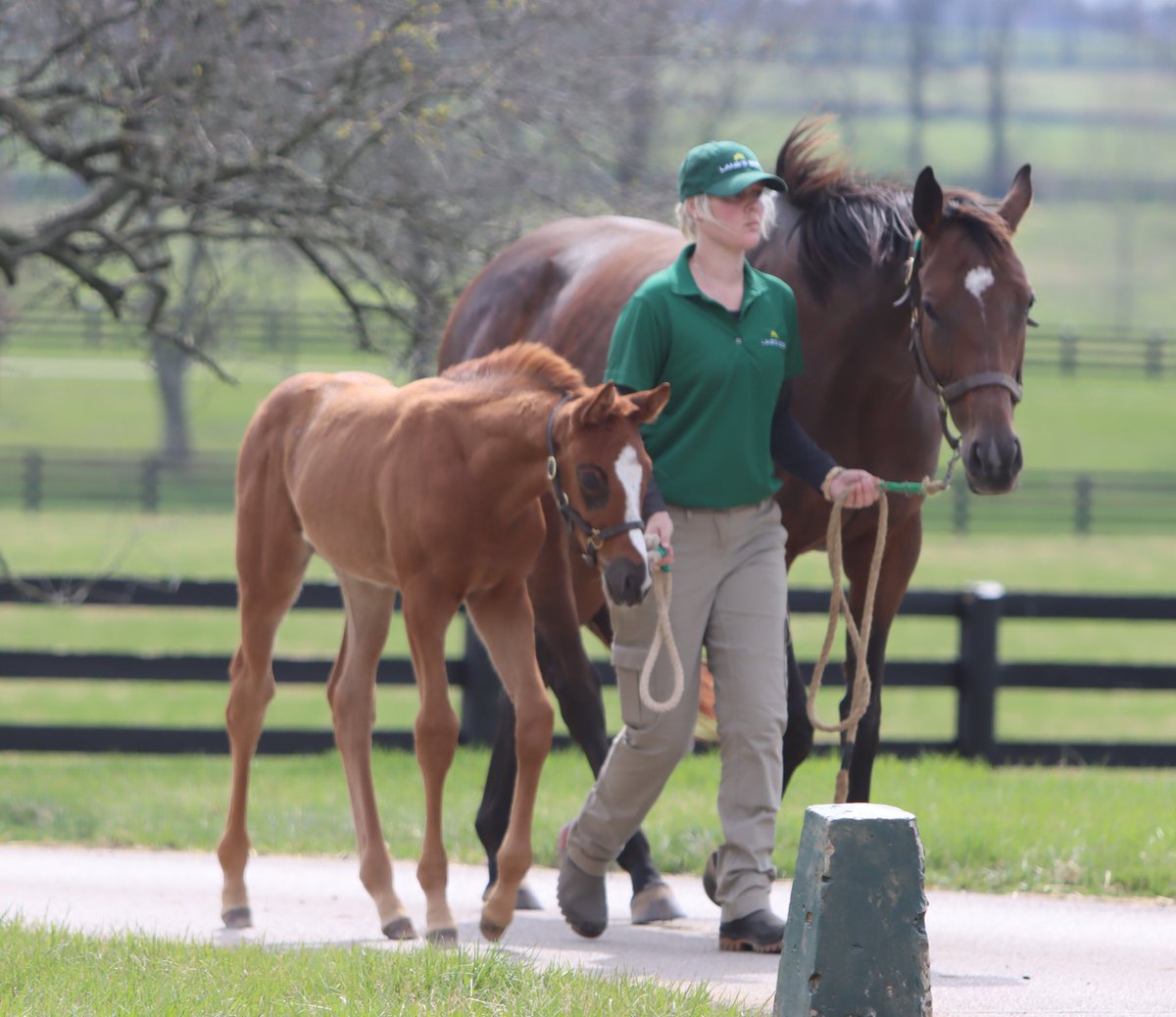 A lovely Daredevil filly from his first crop of foals back in the U.S #daredevil #lestallions