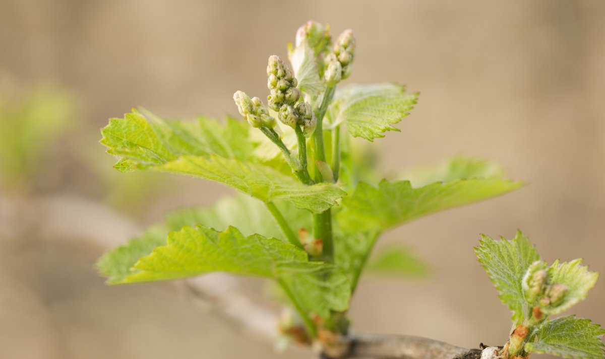 Say hello to the 2022 Chardonnay! #winelife #winewednesday #budbreak #springtime #sonomacounty