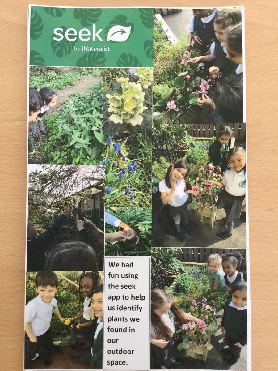 SpringCPS's tweet photo. Chestnut Class Spent The Afternoon Learning Outdoors &amp; Using The ⁦⁦@seekbyinat⁩ App To Identify Plants In Our Outdoor Space https://t.co/GQ64wfqnUu