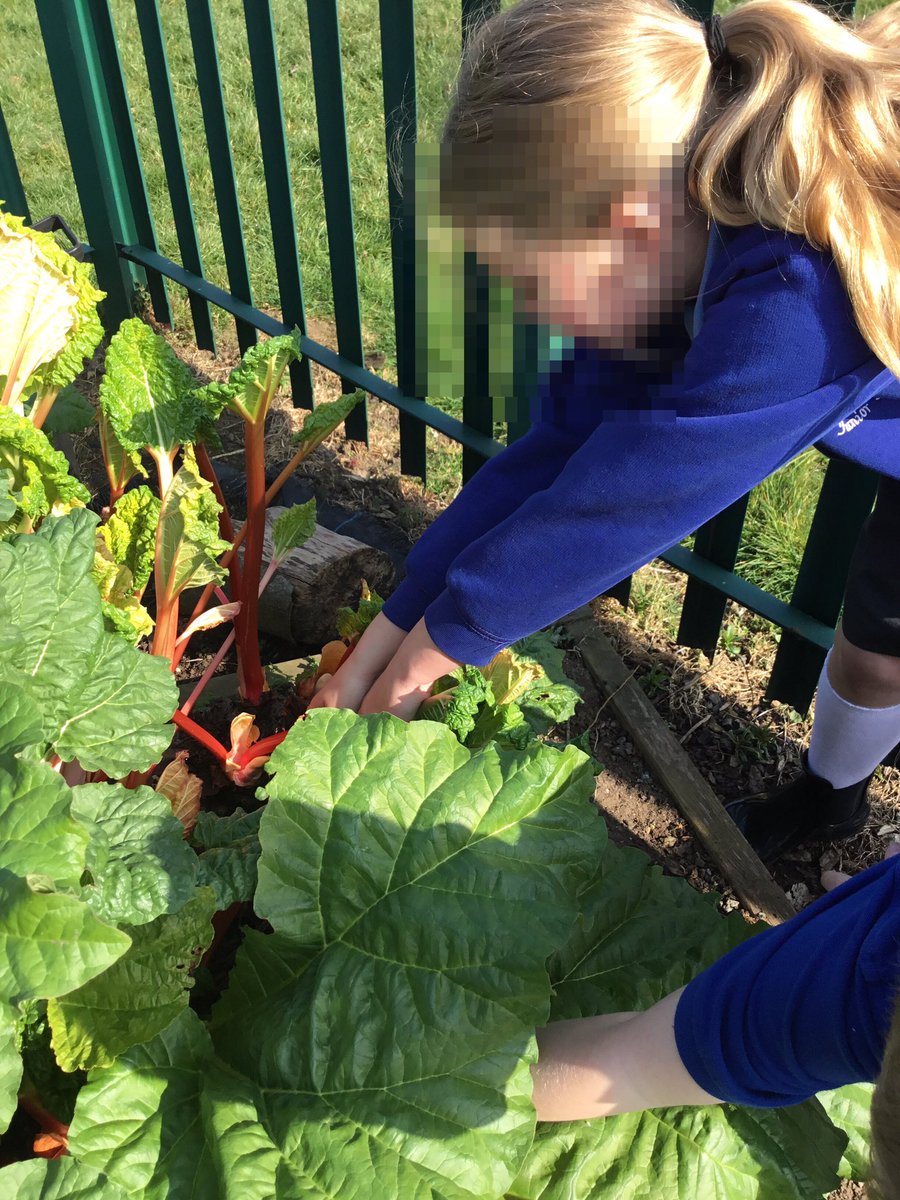 LeysFarm's tweet photo. Checking the rhubarb is ready for harvesting in the school garden today. Class 4W are looking forward to following a rhubarb recipe today. #LFJSScience #LFJSBiology #LFJSOutdoorlearning #LFJSDt #LFJSGarden https://t.co/C6YsuVNwvp
