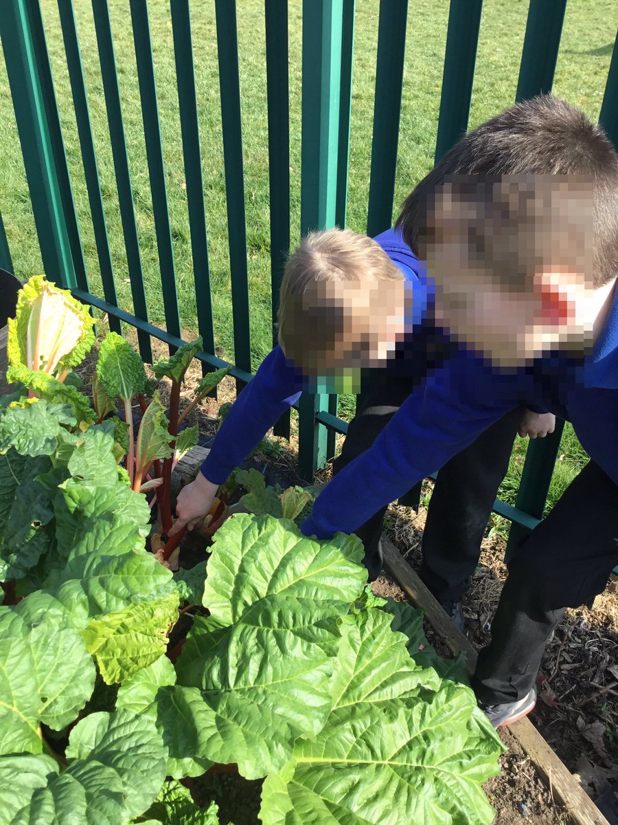 LeysFarm's tweet photo. Checking the rhubarb is ready for harvesting in the school garden today. Class 4W are looking forward to following a rhubarb recipe today. #LFJSScience #LFJSBiology #LFJSOutdoorlearning #LFJSDt #LFJSGarden https://t.co/C6YsuVNwvp