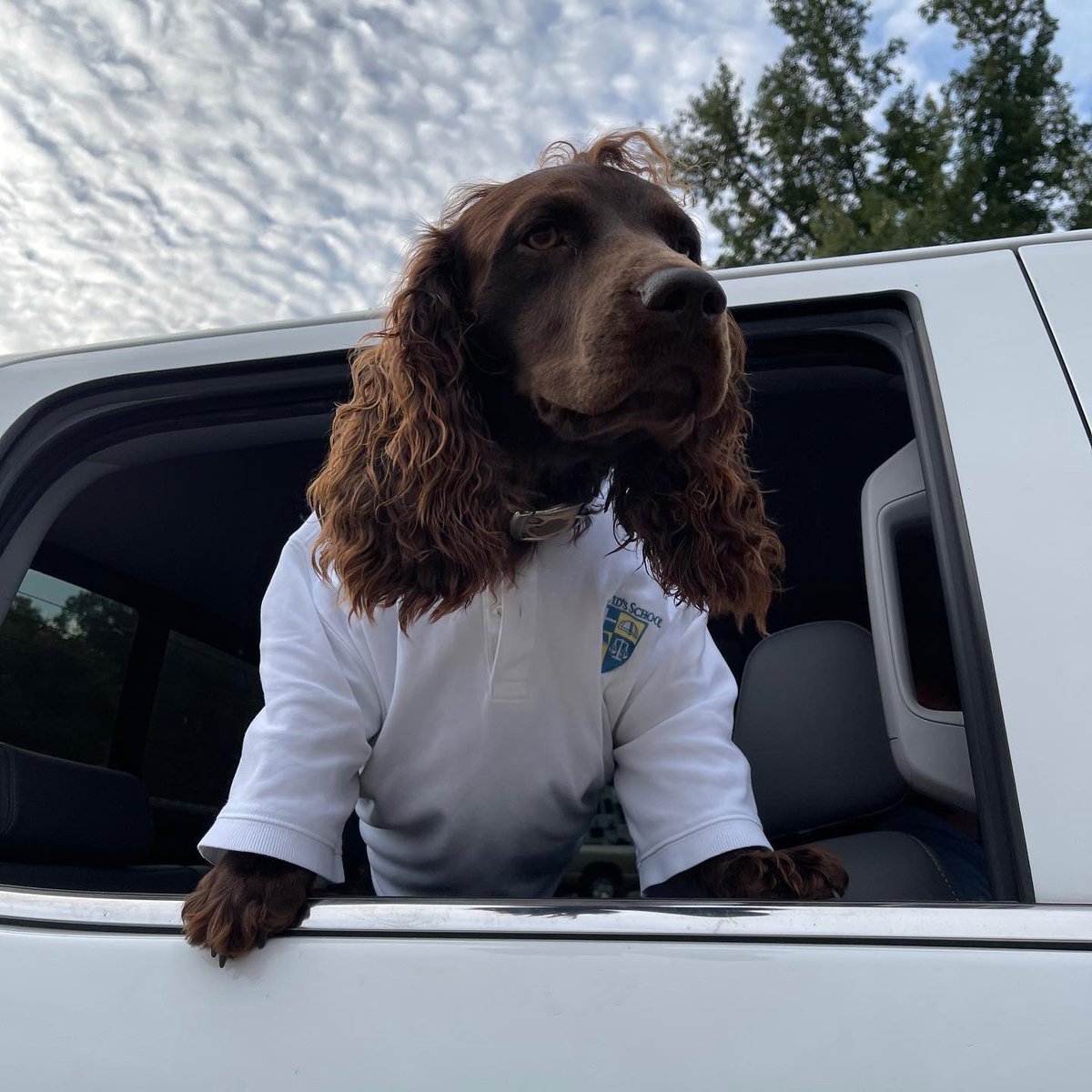 stdavidsschool's tweet image. St. David’s has the cutest dogs! 🐶 Happy #nationalpuppyday from some of our special furry friends. Who remembers the Puppy Parade from the beginning of the school year? We love our chauFURs. #sdsw