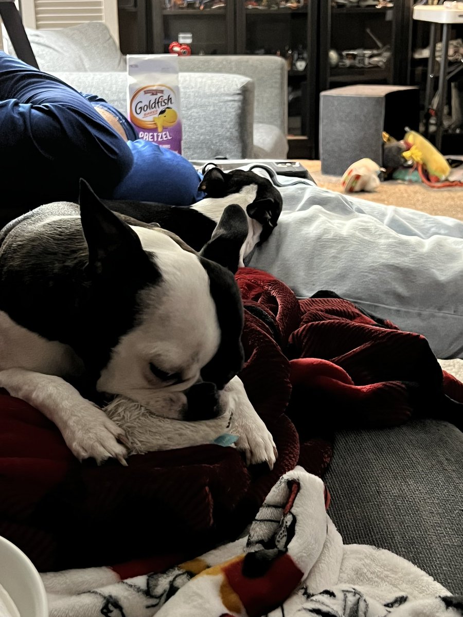 JaymieHobdy's tweet photo. Happy National Puppy Day to the 3 most perfect baby angels, Django, Opie, and Daisy! #bostonmom https://t.co/wWRCJU7dIe