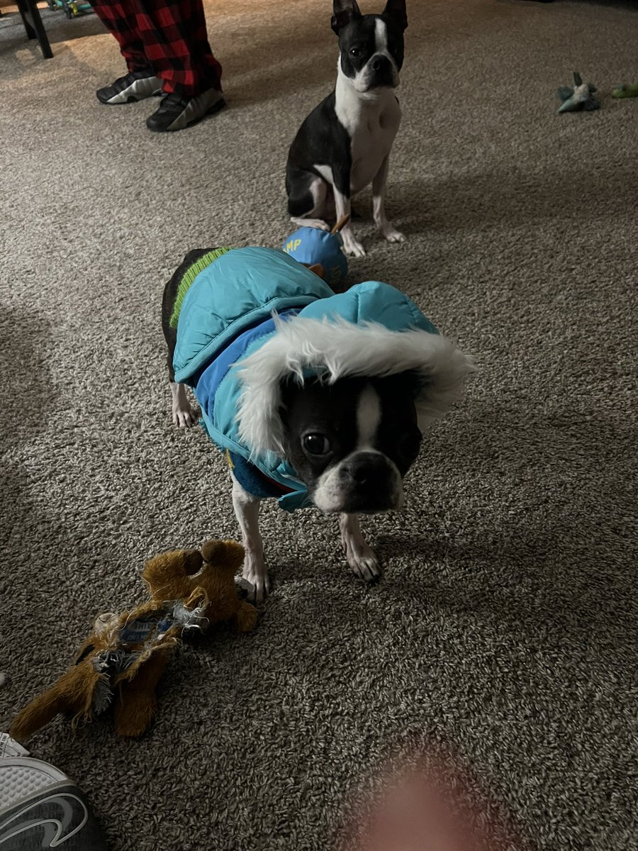 JaymieHobdy's tweet photo. Happy National Puppy Day to the 3 most perfect baby angels, Django, Opie, and Daisy! #bostonmom https://t.co/wWRCJU7dIe