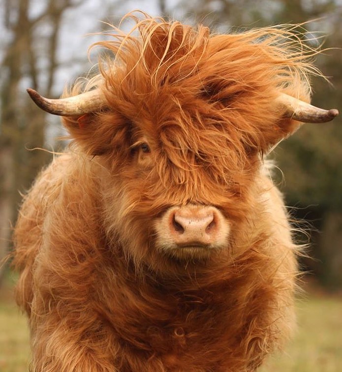 CowsWorld1's tweet photo. 💕
#cow https://t.co/UVOqIOGTNg