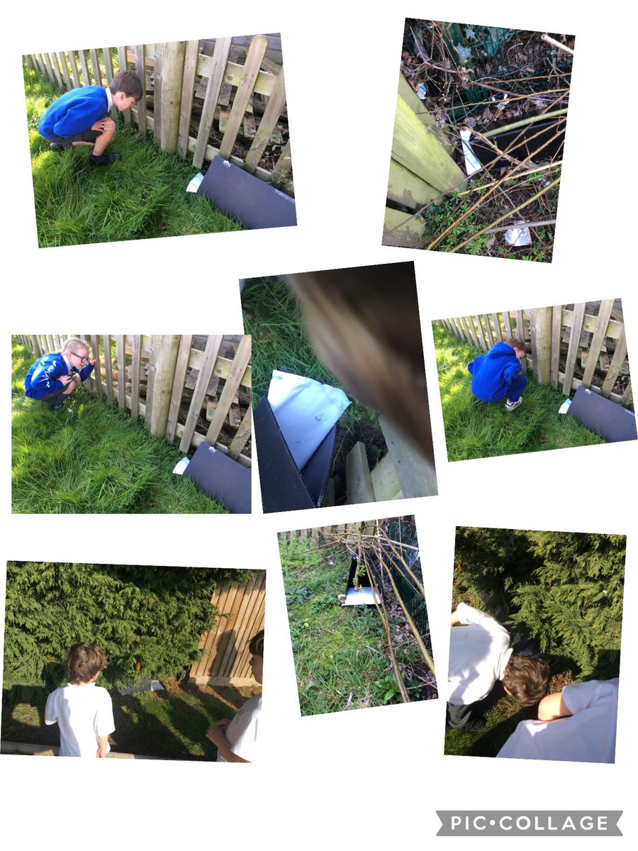 Thanks to <a href="/LearnatCZ/">Chester Zoo Learning</a> Wildlife Connections Club we’ve found some animal footprints around school! <a href="/chesterzoo/">Chester Zoo</a> <a href="/ScienceatCZ/">Chester Zoo Science</a> #Science