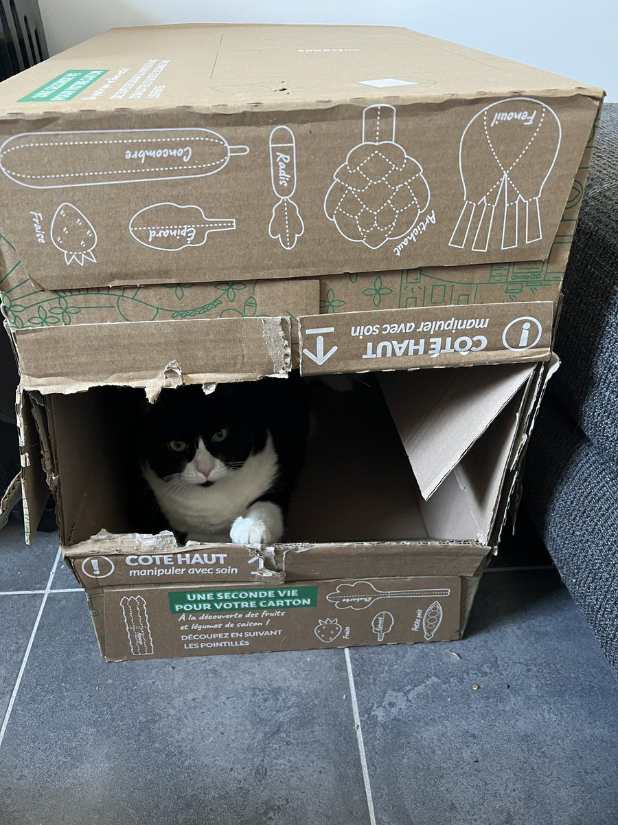 FergieEscoriza's tweet photo. C’est sympa vos conseils « Une deuxième vie pour votre carton » @Quitoque_fr mais j’ai des plus grands projets pour eux. 😼😸 #Quitoque https://t.co/VCLnLC6hMQ
