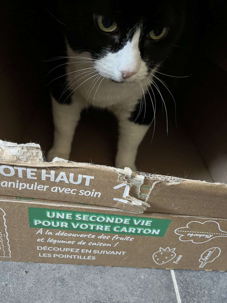 FergieEscoriza's tweet photo. C’est sympa vos conseils « Une deuxième vie pour votre carton » @Quitoque_fr mais j’ai des plus grands projets pour eux. 😼😸 #Quitoque https://t.co/VCLnLC6hMQ