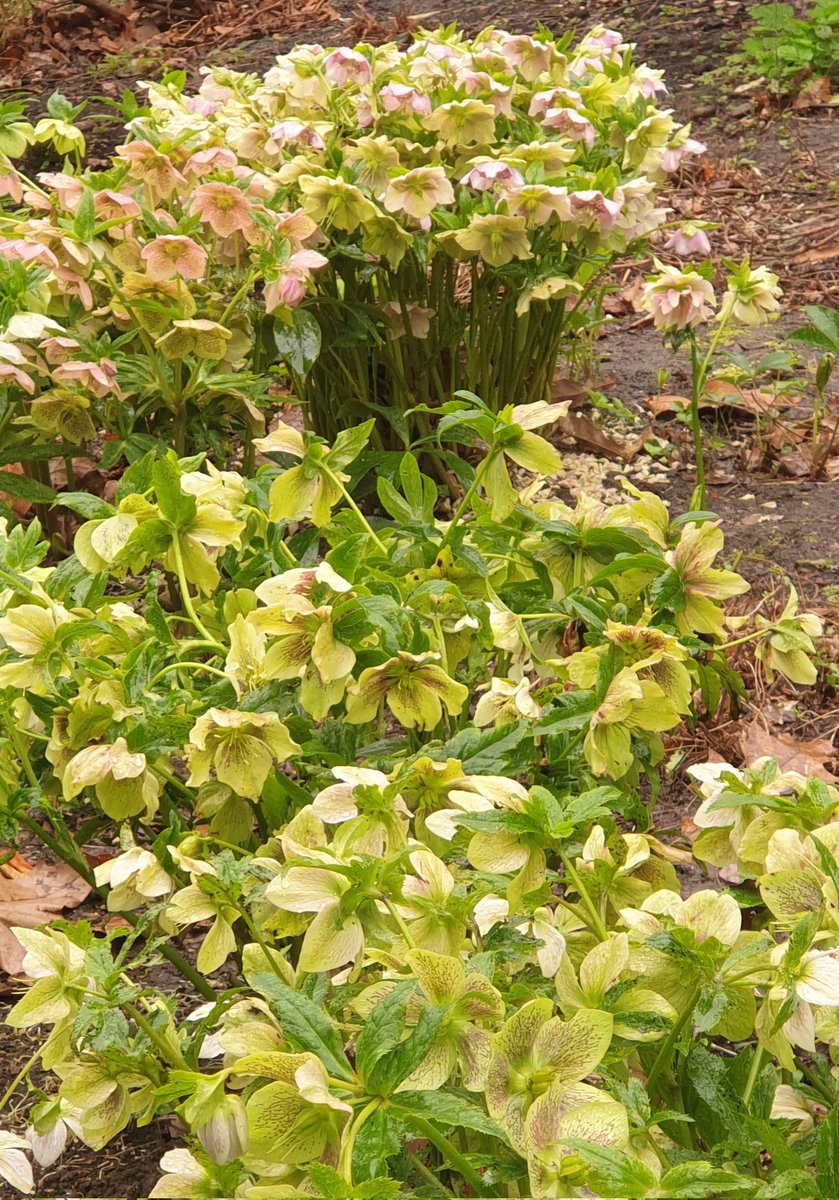 inknest's tweet photo. The palette today is: the silent bells of hellebores
Suggestion of spring green, flushed with coral & vanilla
Huddling heads going about their quiet business, nodding gracefully to passers by & often unnoticed: sweet & speckled hearts
#spring
#allmycolours
#writingcommunity https://t.co/02sTtl4eah