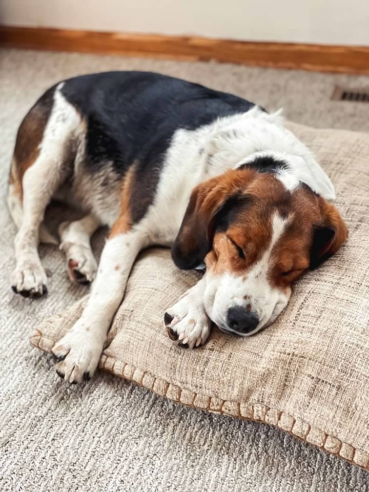 RoersAmy's tweet photo. We take any opportunity to show off our pup! #NationalPuppyDay https://t.co/RCMYHFbqaK