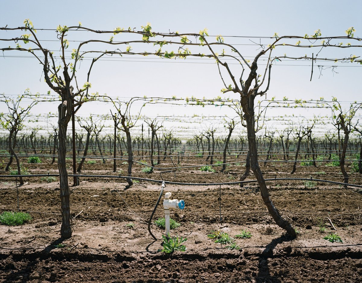 ExtractionArt's tweet photo. Some photographs document abuse while others examine a complex, evolving relationship to water that Dawson hopes to influence with his work.

Drip Irrigation, San Joaquin Valley, CA #ExtractionArt https://t.co/pFcBzD0SBU