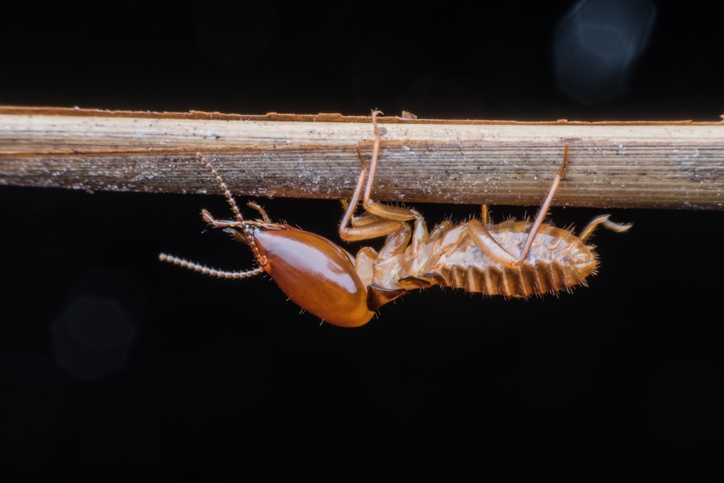 WDOs: Do you have ‘em? Well, do ya? Wood-destroying organisms live, eat, and generally thrash your home’s wood elements. Our specialized termite inspectors team with our in-house repairs team to get rid of termites and fix the damage the right way. bit.ly/3rKcNLt