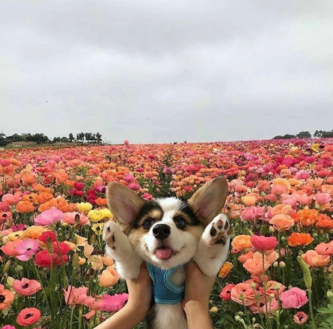 HighSkincare's tweet photo. Happy National Puppy Day! 🐶💗 https://t.co/ep86kuEFcp