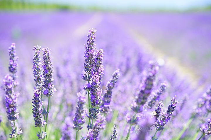 FengShuiAgency's tweet photo. Planetary essential oils? I went on a mini aromatherapy course yesterday and love learning more about the healing power of oils. Have used them instinctively for decades. https://t.co/TSwltV1f0G https://t.co/LMcZwF9QWo