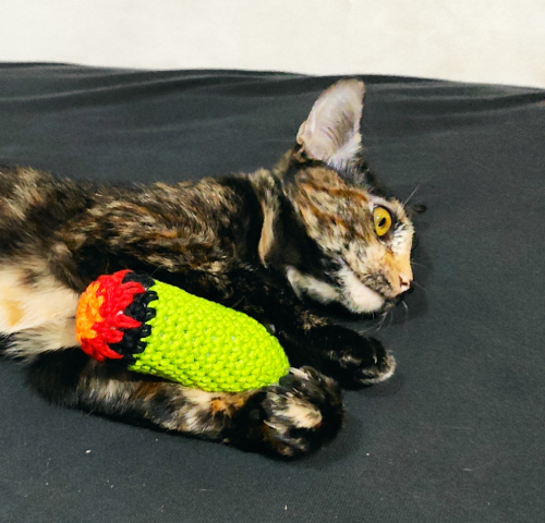 CoronelCannabis's tweet photo. Não, mas vc já viu o baseadinho de CatNip da #HighCat que chegou pra gente??? https://t.co/Skczax2fIA https://t.co/44CzcJfNZg